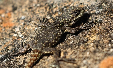 A well camouflaged lizard on Mount Chirripó.