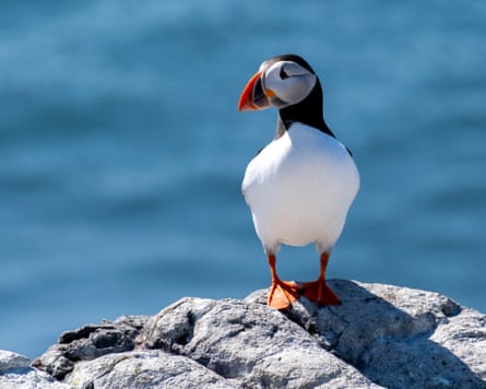 A puffin.