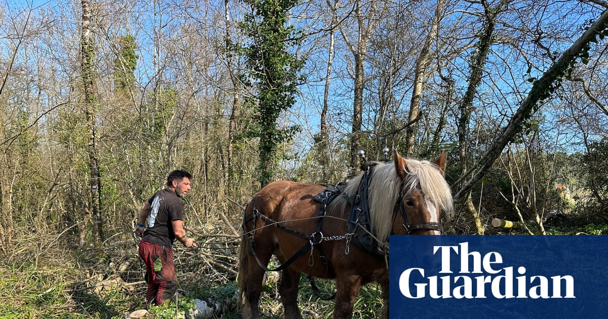 Country diary: This is heavy work for heavy beasts | Sara Hudston