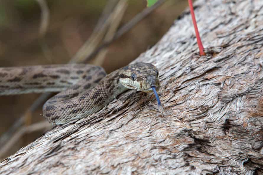 An Oenpelli python.
