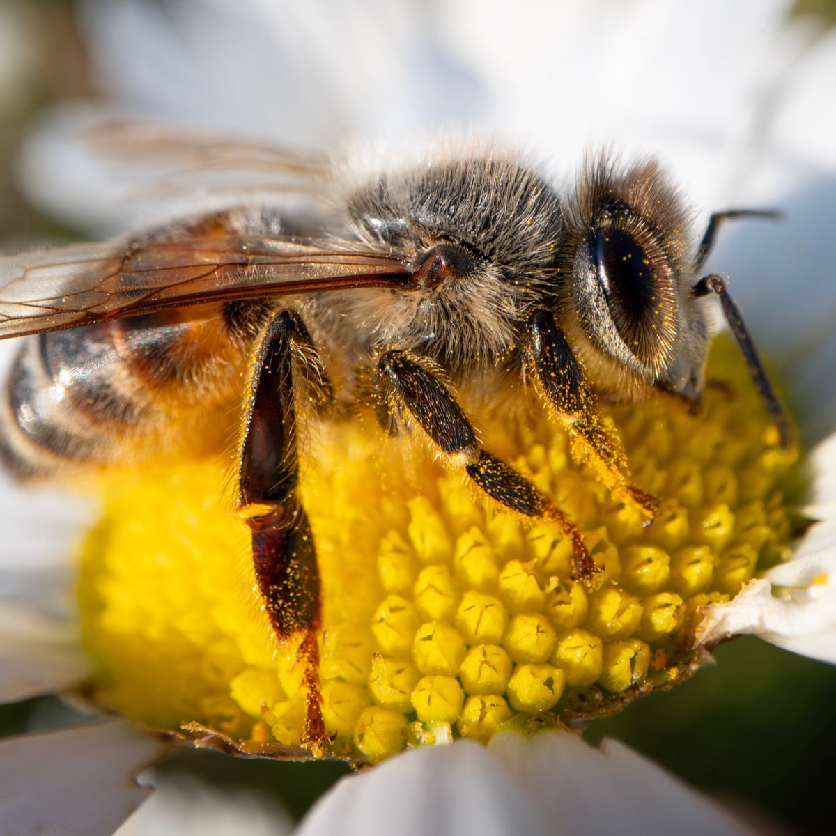 Big agriculture is killing our bees. We’ll all pay the price
