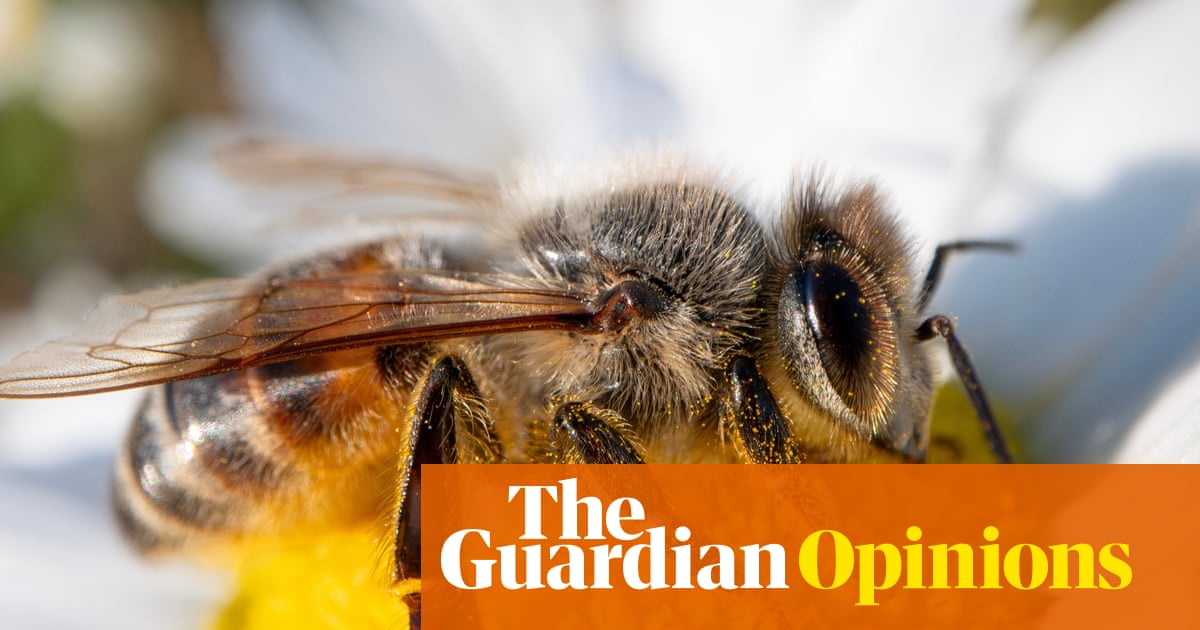 Big agriculture is killing our bees. We’ll all pay the price | Jennie Durant