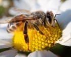 Big agriculture is killing our bees. We’ll all pay the price | Jennie Durant