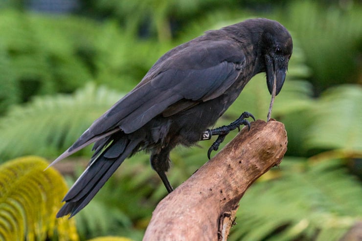 Hawaiian crow that went extinct in the wild decades ago released on Maui Hawaiian crow that went extinct in the wild decades ago released on Maui