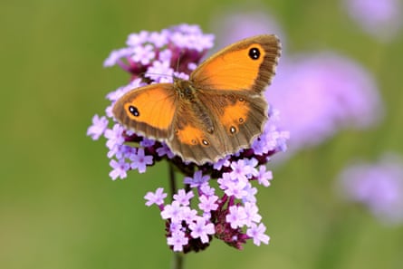 A gatekeeper butterfly on a buddleia flower