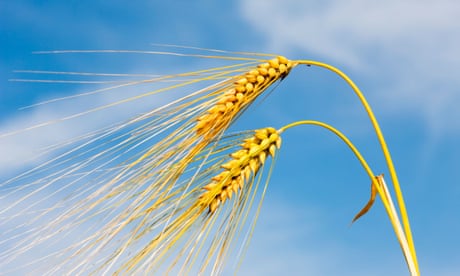 Gene editing could create medicines and self-fertilising crops. But are we facing another GM food-style furore?