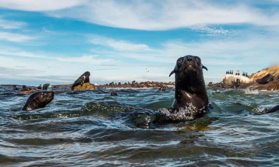 Estimated 5 000 Cape Fur Seal Foetuses Found On Namibian Coast Wildlife The Guardian