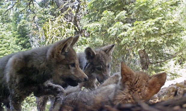 This June 2017 remote camera image released shows a female grey wolf and her mate with a pup born in 2017 in the wilds of Lassen national forest in northern California.