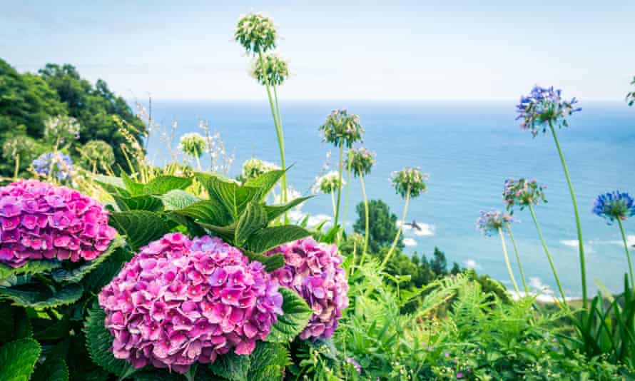 Imagen de hermosas flores de hortensia rosa en flor.