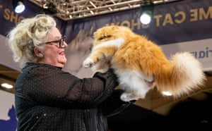 A red tabby and white Persian cat is lifted up by a smiling female judge