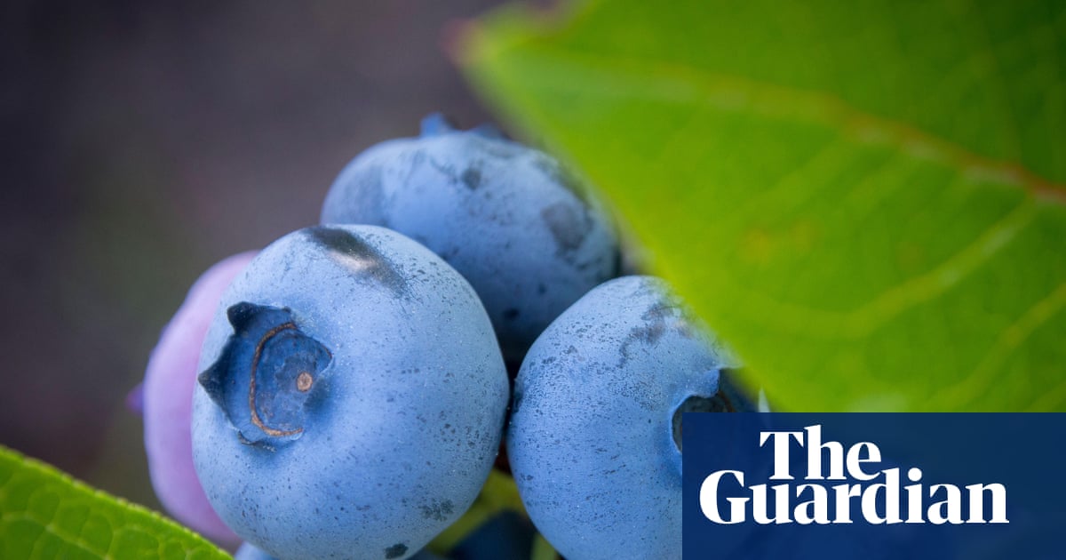 UK Blueberry Crop Grows 23% After Warm Spring Amid Rising Demand