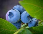 ‘Excellent size’: UK blueberry crop up nearly a quarter after warm spring