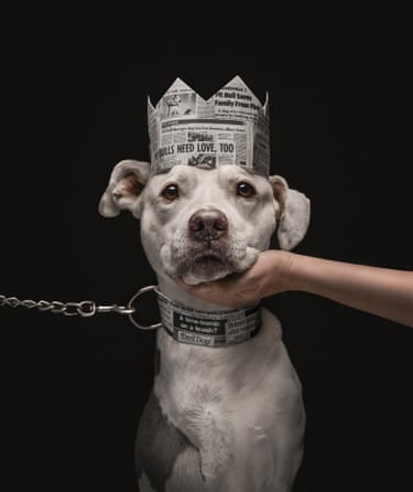 A dog wearing a crown and collar both made of newspaper