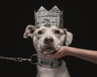 Barking beautiful: the 2026 Dog Photography awards – in pictures