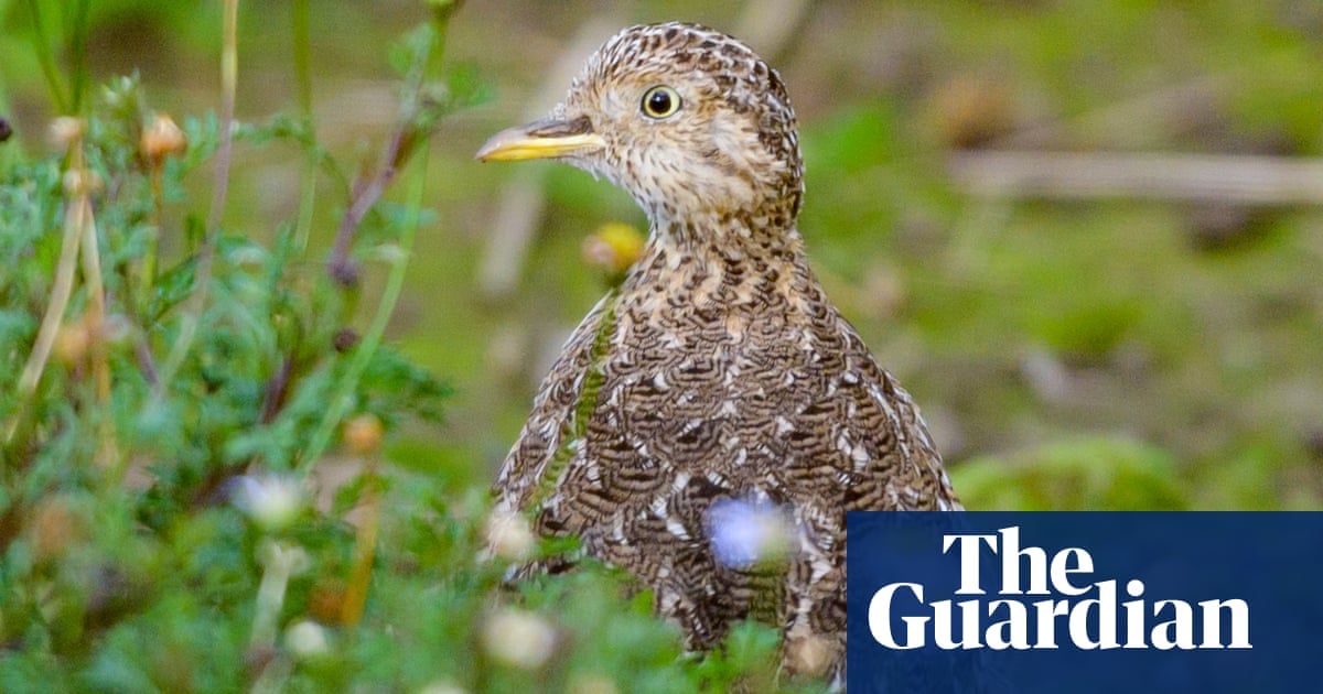 ‘Like finding gold’: plains-wanderers spotted in Melbourne’s west for first time in 30 years with help of AI | Birds ‘Like finding gold’: plains-wanderers spotted in Melbourne’s west for first time in 30 years with help of AI | Birds