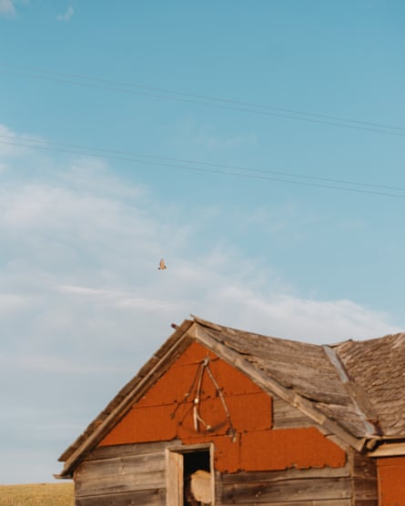 A bird flying past an orange home against a blue sky