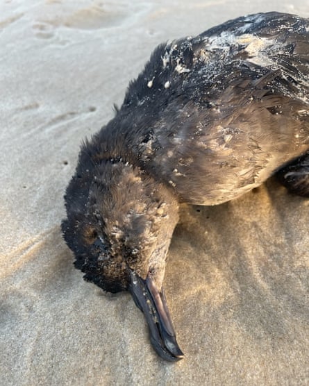 Dead shearwater