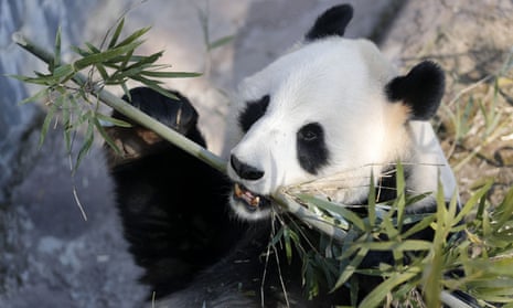 A iant panda enjoy eating bamboo at Huangshan Panda Ecological Park, Anhui, China 15 Jan 2021
