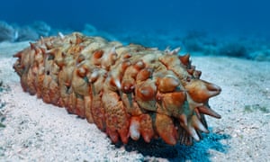 Sea cucumber is among the processed food on the US tariff list.