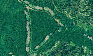 Aerial photography shows scarring left by logging operations in Ontario forests.