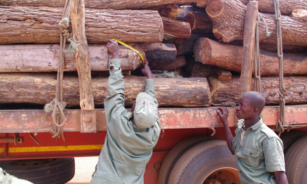 Authorities measuring seized illegal logs in the Natural Reserve Gille