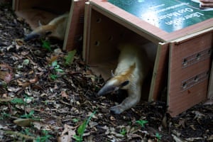 Anteaters come out of boxes during their release by members of a wildlife rescue and animal farm organization in the Avila National Park in Caracas, Venezuela