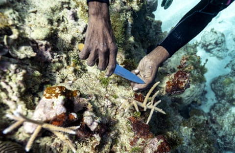 Coral reefs and their benefits have declined by half since the 1950s