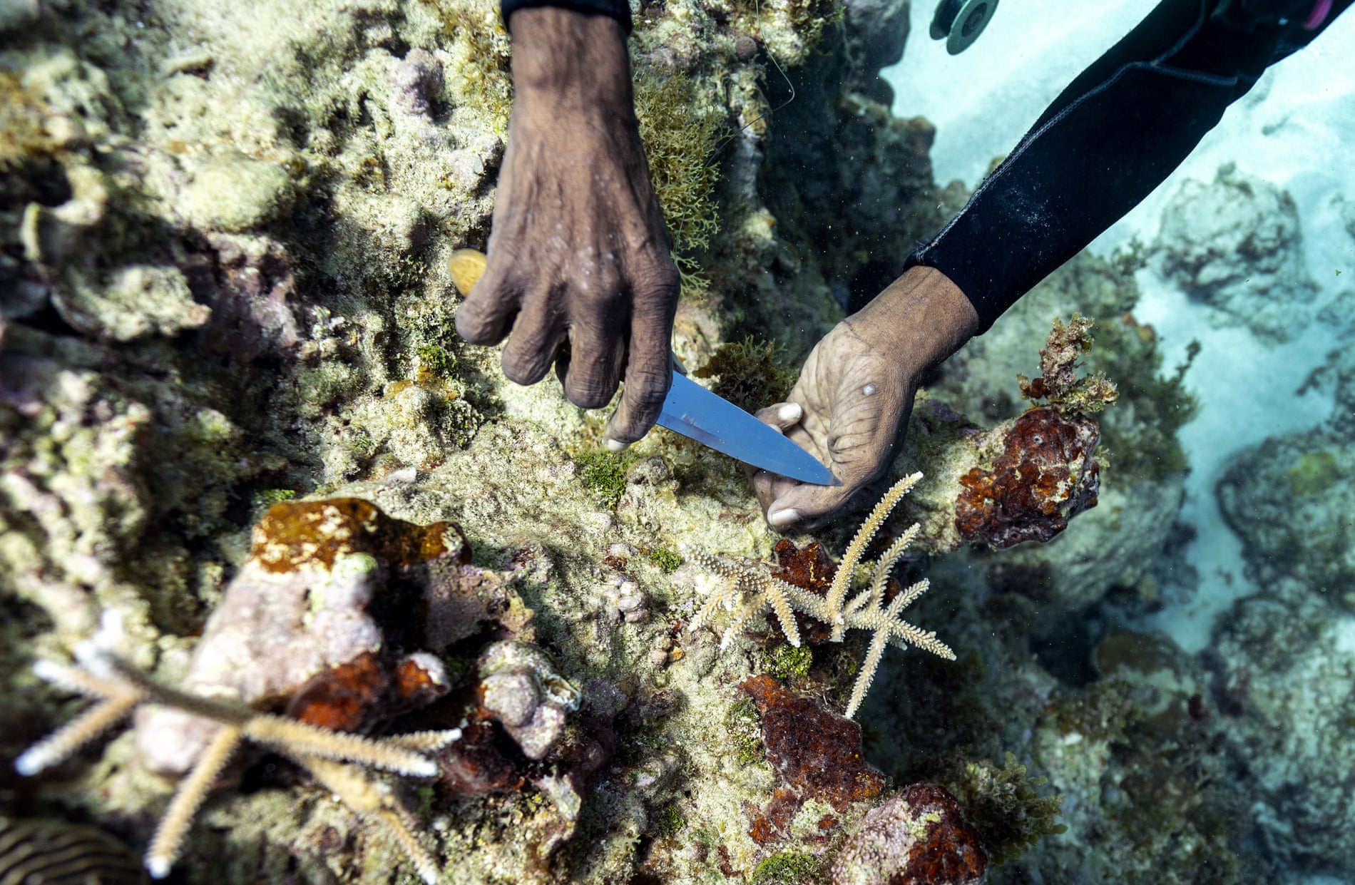 Diver Everton Simpson plants staghorn harvested from a coral nursery