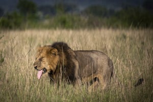 Um leão vagueia pelo Parque Nacional Rainha Elizabeth, em Uganda.  O parque abriga 618 espécies de aves diferentes, sendo o sexto mais diversificado do mundo e o primeiro na África.  Além disso, é habitado por 10 espécies de primatas, como chimpanzés, e abriga 95 mamíferos, incluindo vários animais de grande porte.