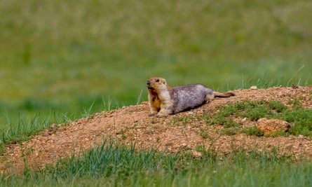 After the fall of communism in the 1990s, numbers of many species plummeted, including marmot