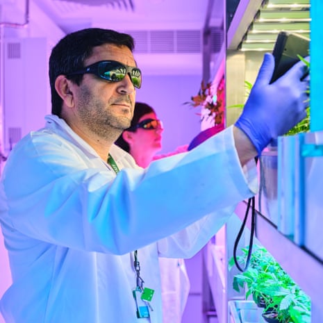 A man and a woman in lab clothes and sunglasses taking measurements of cannabis plants being grown in a room lit with lavender light
