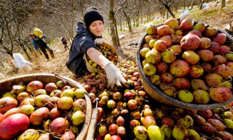 Apples harvested at a traditional cider orchard in Devon.
