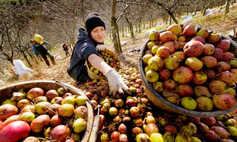 Pickers gather cider apples during the harvest at an orchard in Devon.