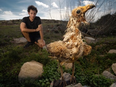 The desiccated carcass of an Egyptian vulture with some feathers still attached to it
