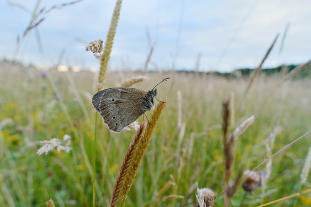 A meadow brown butterfly at Three Hagges.