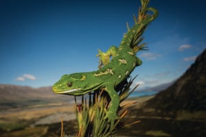 . Reptiles and Amphibians of Australia, New Zealand, and New Guinea book. Jewelled gecko. Location: North-west Otago