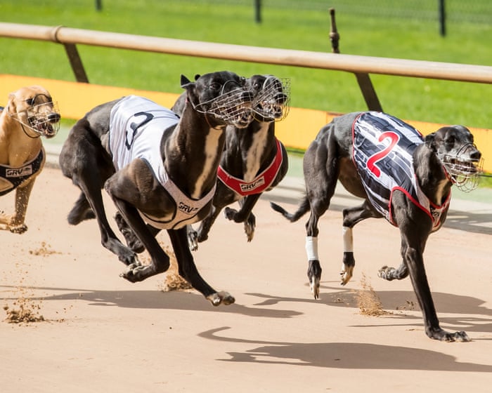 Victoria could save nearly $500m over 10 years by scrapping greyhound racing, estimates show