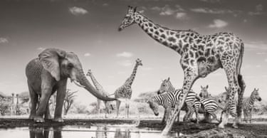 An elephant sprays a jet of water at a group of zebras at the edge of a waterhole where giraffes have also gathered