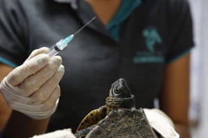 Vets carry out a medical and biological assessment of a palm turtle (Rhinoclemmys melanosterna) in the Conservation Park, in Medellin, Colombia. More than 100 turtles are having medical and biological evaluations by experts from the conservation park to determine if they are suitable for release after being rescued from illegal traffic or born in captivity.