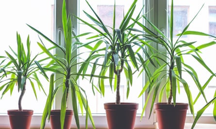 Four dracanea marginata indoor plants in flowerpots on window sill