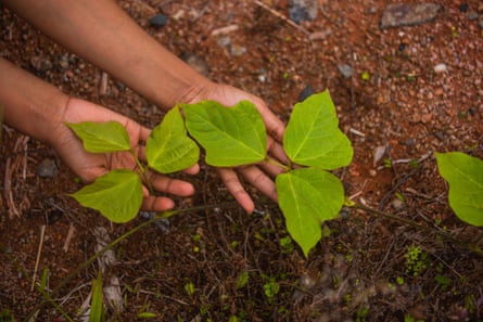 Kudzu vine