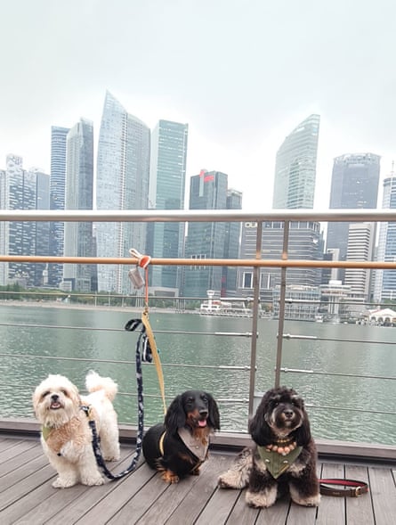 Des étincelles sur le pont à côté d'un teckel et d'un petit chien moelleux avec des gratte-ciel et de l'eau en arrière-plan