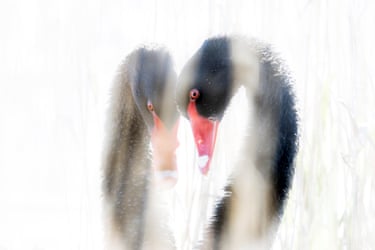 Two Australian black swans touch heads