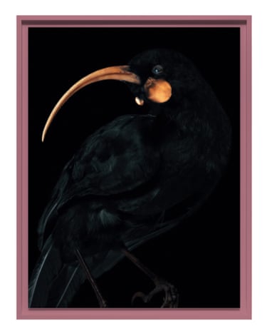 An extinct huia, framed