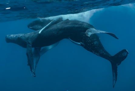 A male humpback whale penetrating another male