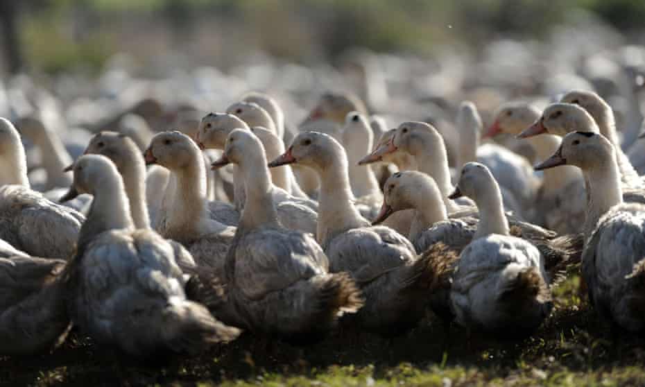 Farmers say the bird flu outbreak has become out of control 