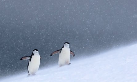 Chinstrap penguins in Half Moon Bay in the South Shetlands, Antarctica. Chinstrap penguin populations have plummeted in recent years with research pointing to climate change as a likely cause. Chinstrap penguins depend on krill populations, but these may be in decline due to less sea ice.