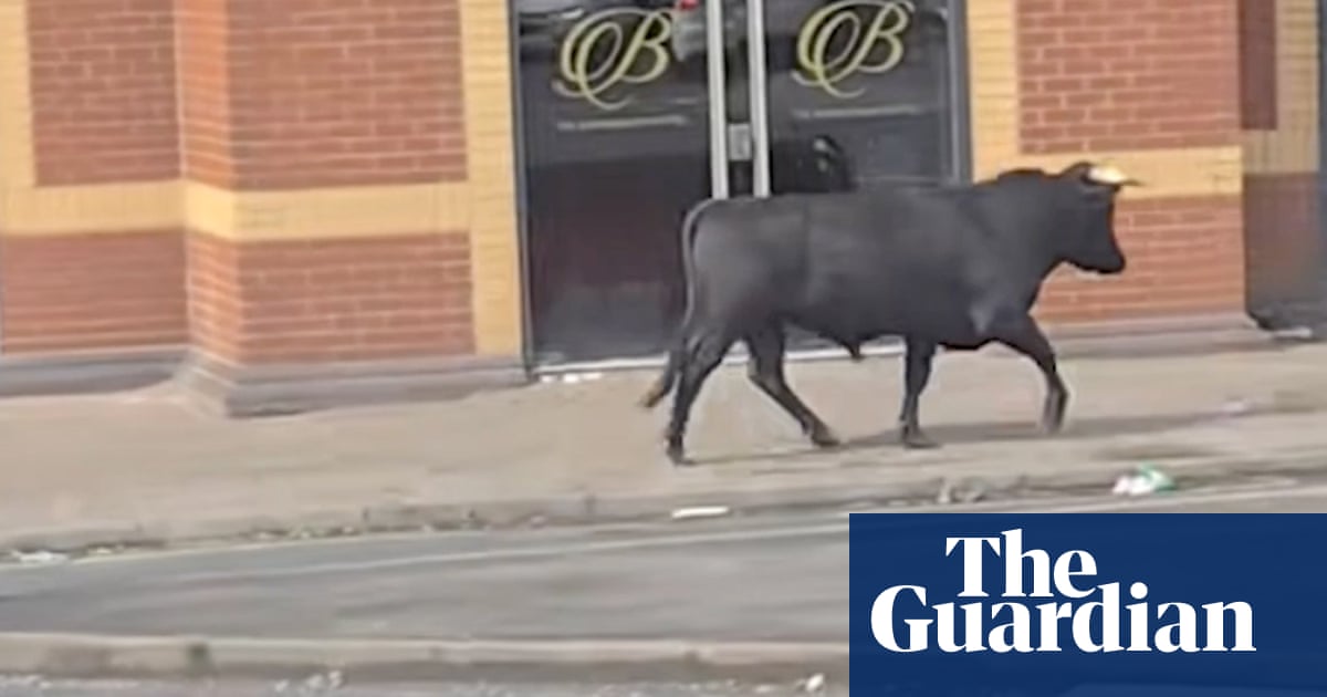Bull spotted running loose around streets of Birmingham