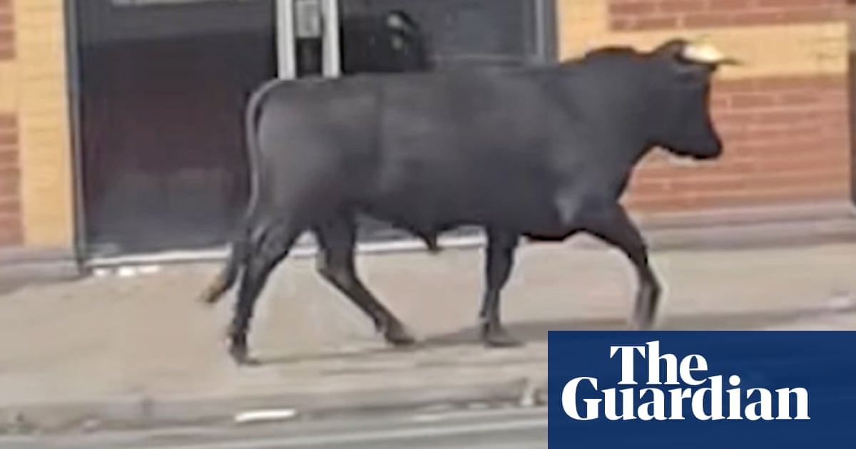 Live bull spotted running loose around streets of Birmingham