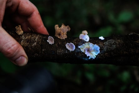 A hand holds a stick growing the Schizophyllum commune mushroom that glows under UV light.